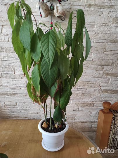 Деревце авокадо