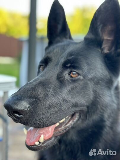 Немецкая овчарка вязка