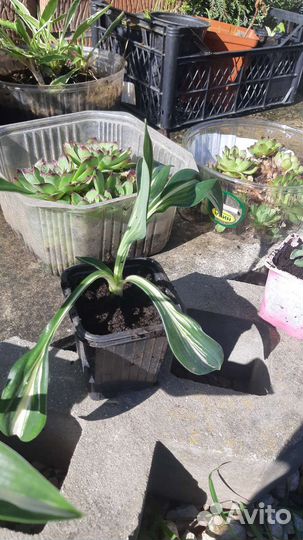 Хоста Спарклер