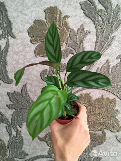 Калатеи, маранты