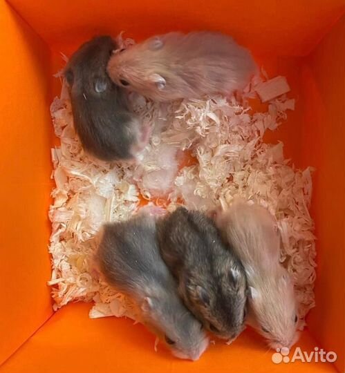 Красивущие 2-х недельные Джунгарские хомячки