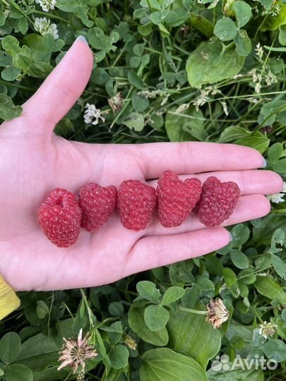 Малина сорта Бристоль (черная), Амира (красная)