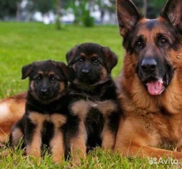 Щенки немецкой овчарки с документами