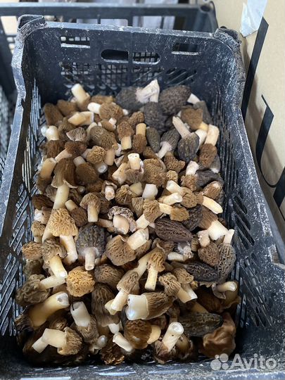 Грибы свежие