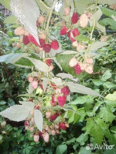 Саженцы ремонтантной безшипной малины