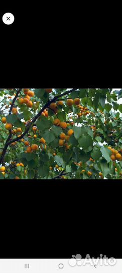 Саженцы абрикоса