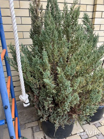 Можжевельник стрикта, бонсай