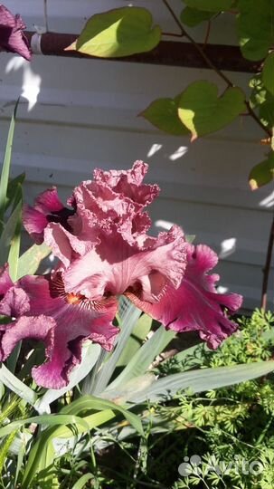 Растения для дачи и сада семена, кусты, луковицы