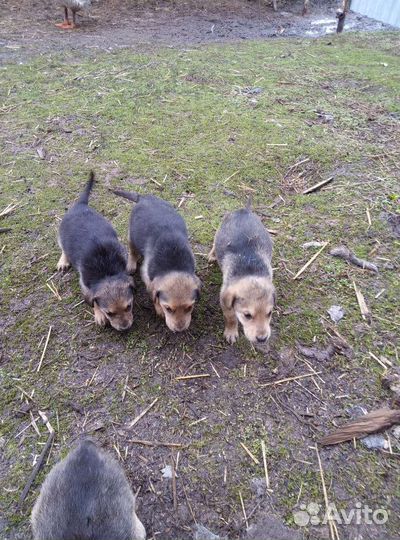 Собаки щенки