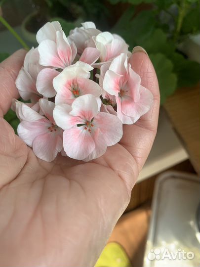 Пеларгония герань