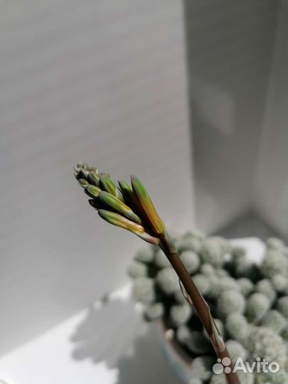 Алоэ остистое