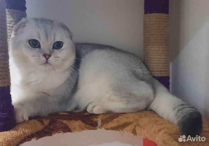 Шотландский вислоухий кот вязка