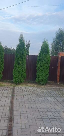 Туя колоновидная