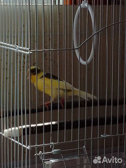 Кенара и канарейки