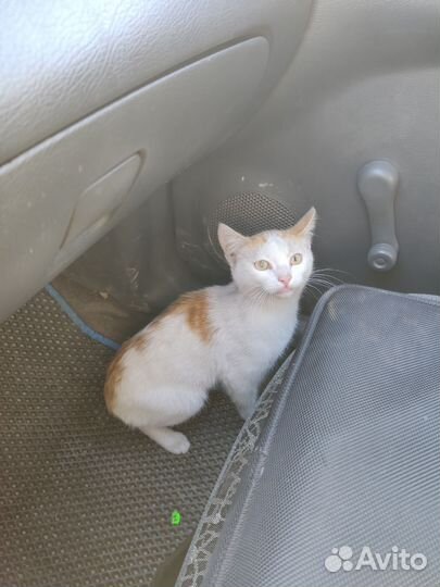 Рыжий котенок