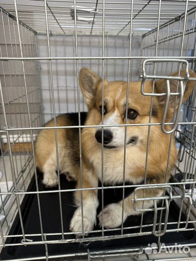 Груминг,стрижка собак