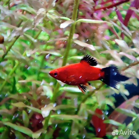 Аквариумная рыбка. Пецилия редиска