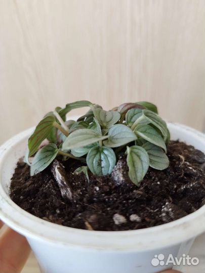 Пеперомия Наполи найт