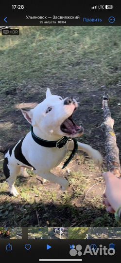 Американский стаффордширский терьер на вязку