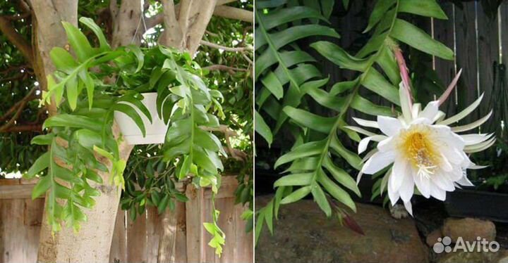 Комнатные растения для офиса, флорариумы