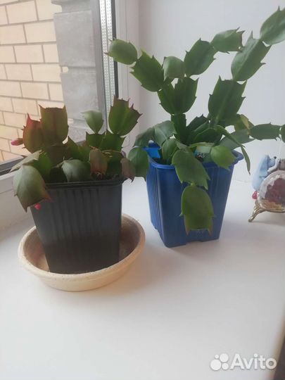 Декабрист шлюмбергера красный