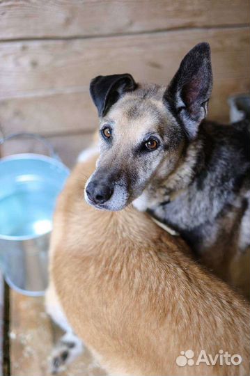Собака в добрые руки из приюта