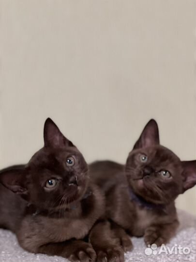 Котята Европейской Бурмы