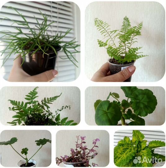 Комнатные цветы
