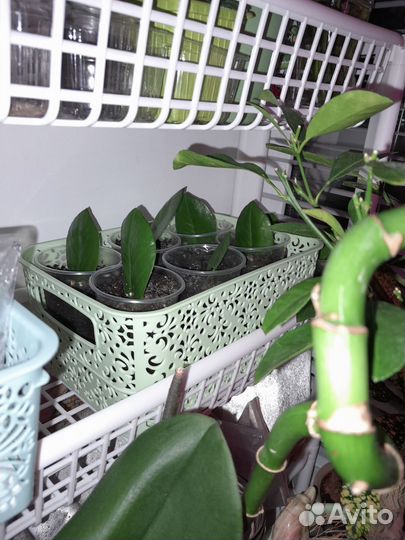 Фикус Лирата и другие цветы