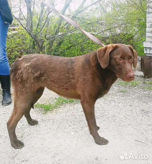 Молли и Луна ищут дом