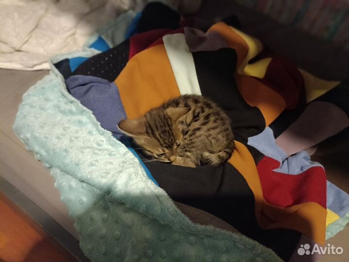 Котята саванна ф5