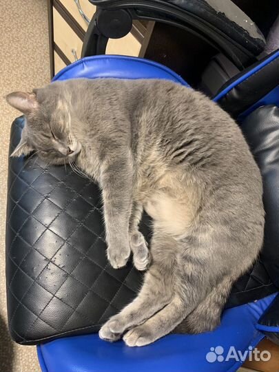 Молодой кот