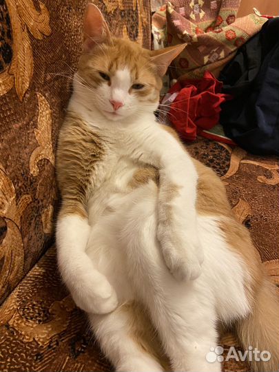 Ищу хозяев кота