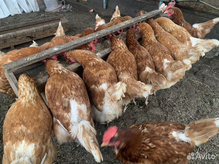 Куры несушки продам