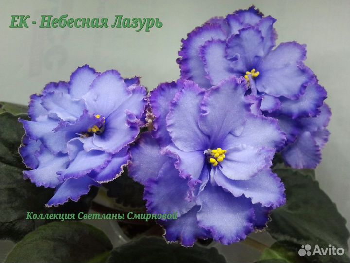 Фиалки цветущие