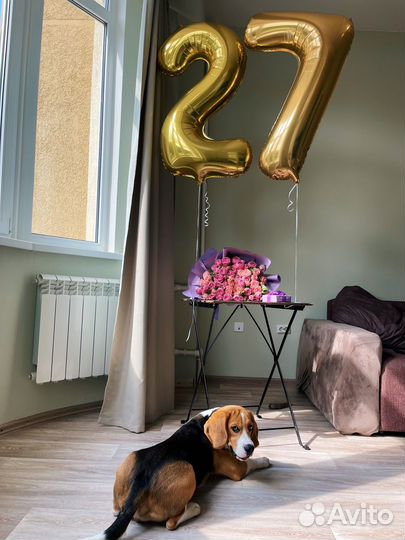 Бигль вязка