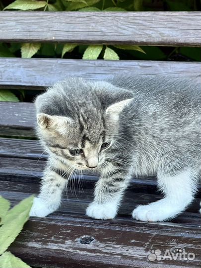 Котенок девочка, 1 мес