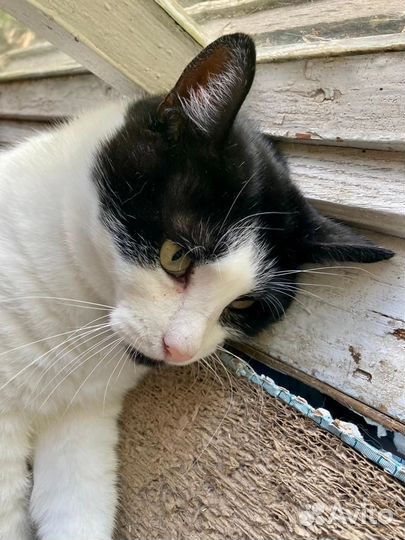 Мудрый, добрый бородач Василий ищет дом