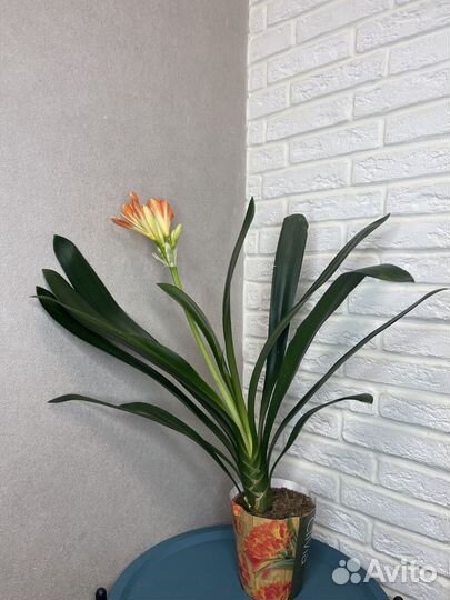 Комнатные цветы кливия