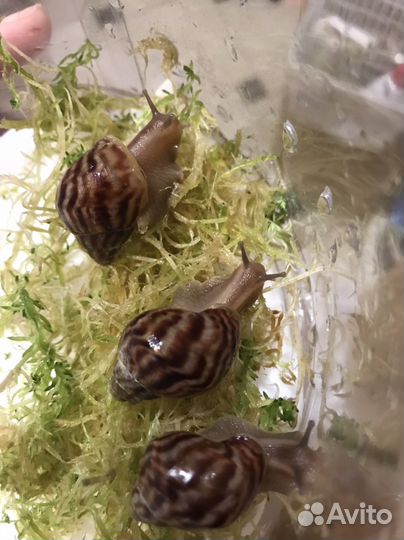 Улитки ахатины бесплатно