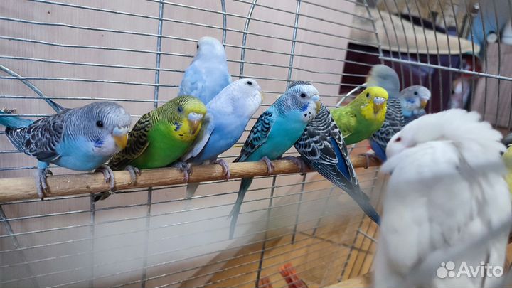 Волнистые попугайчики малыши