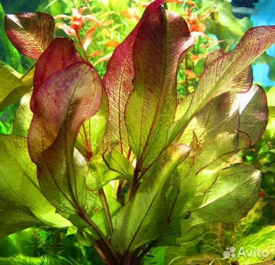 Аквариумные растения / эхинодорусы