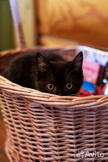 Котенок-спасеныш в очень добрые ручки