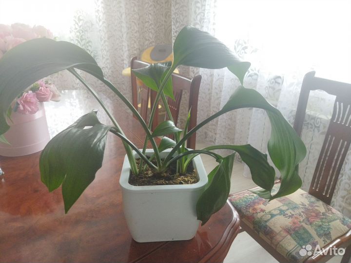 Эухарис амазонская лилия