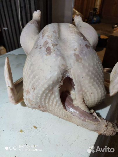 Мясо индейки