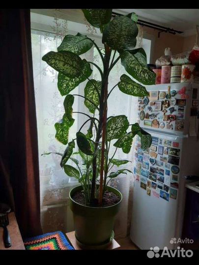 Диффенбахия