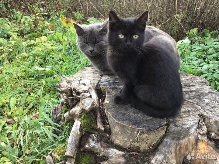 Котята в добрые руки даром бесплатно