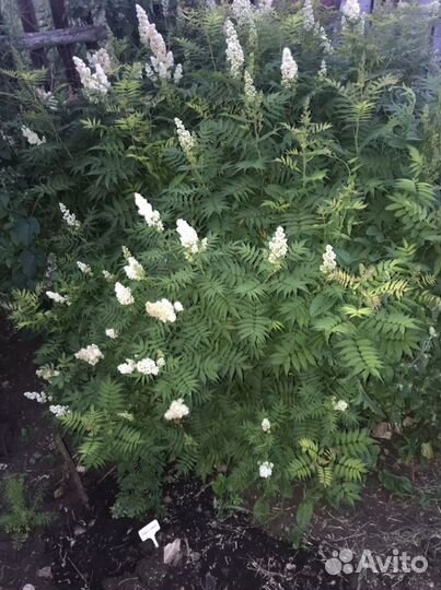 Многолетние цветы и кустарники