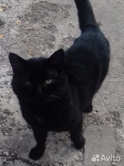 Пристраивается котик