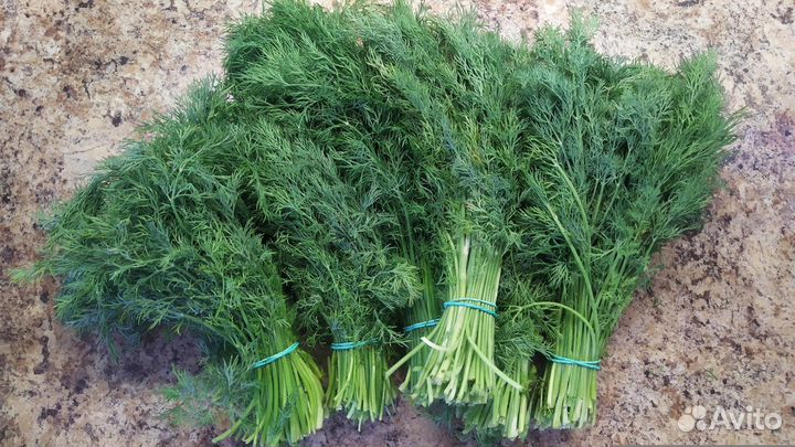 Семена укропа Ханак